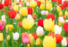 Balairam Senapati-Brief Life Sketch Balairam Senapati-Brief Life Sketch