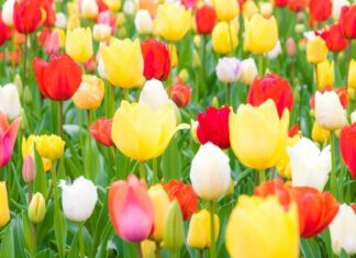 Balairam Senapati-Brief Life Sketch Balairam Senapati-Brief Life Sketch