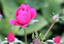 Balbarma-Brief Life Sketch Balbarma-Brief Life Sketch