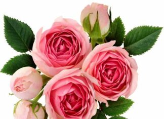 Balubhadra-Brief Life Sketch Balubhadra