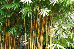 Bamboo-An Essay