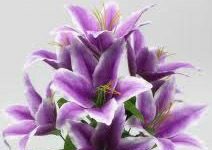 Bargaram Deori-Brief Life Sketch Bargaram Deori-Brief Life Sketch