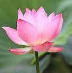 Bineshwar Brahma-Brief Life Sketch Bineshwar Brahma-Brief Life Sketch