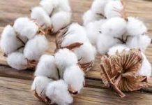 Cotton-An Essay Cotton-An Essay