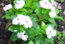 Dalabir Singh Lohar-Brief Life Sketch Dalabir Singh Lohar-Brief Life Sketch