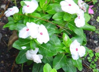 Dalabir Singh Lohar-Brief Life Sketch Dalabir Singh Lohar-Brief Life Sketch