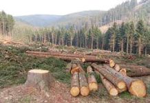 Deforestation-An Essay Deforestation-An Essay