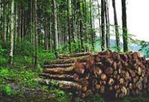 Deforestation-A Paragraph Deforestation-A Paragraph