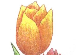 Devahuti-Brief Life Sketch Devahuti-Brief Life Sketch