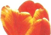 Doibaki-Brief Life Sketch Doibaki-Brief Life Sketch