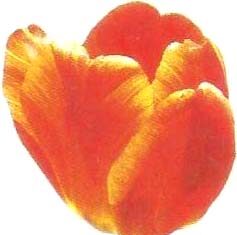 Doibaki-Brief Life Sketch Doibaki-Brief Life Sketch