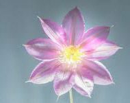 Justin Lacra-Brief Life Sketch Justin Lacra-Brief Life Sketch