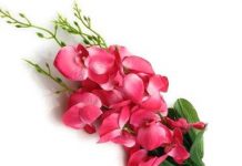 Kashinath Phukan-Brief Life Sketch Kashinath Phukan-Brief Life Sketch