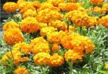 Kirat Shourya Badoucha-Brief Life Sketch Kirat Shourya Badoucha-Brief Life Sketch