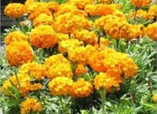 Kirat Shourya Badoucha-Brief Life Sketch Kirat Shourya Badoucha-Brief Life Sketch