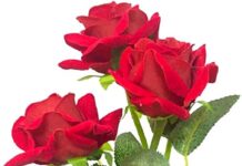 Manik Lal Bhowmik-Brief Life Sketch Manik Lal Bhowmik-Brief Life Sketch