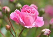 Meghraj Karmakar-Brief Life Sketch Meghraj Karmakar- Brief Life Sketch