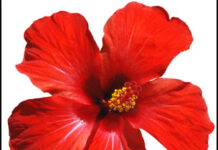 Miranda-Brief Life Sketch Miranda-Brief Life Sketch