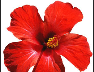 Miranda-Brief Life Sketch Miranda-Brief Life Sketch