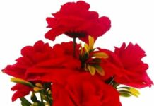 Mohan Saikia-Brief Life Sketch Mohan Saikia-Brief Life Sketch