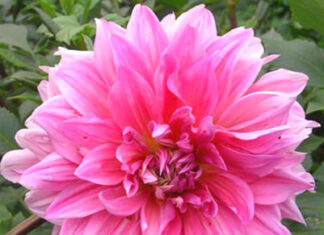 Oiram Bori-Brief Life Sketch Oiram Bori-Brief Life Sketch