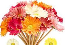 Oliver Thomas Cottar-Brief Life Sketch Oliver Thomas Cottar-Brief Life Sketch