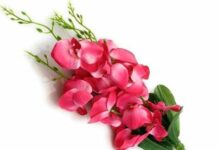 Raghav Maran-Brief Life Sketch Raghav Maran-Brief Life Sketch