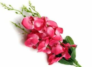 Raghav Maran-Brief Life Sketch Raghav Maran-Brief Life Sketch