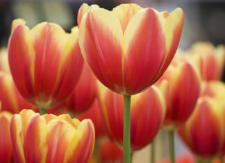 Shova Brahma-Brief Life Sketch Shova Brahma-Brief Life Sketch