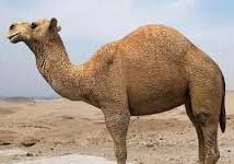 The Camel-An Essay The Camel-An Essay