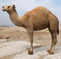 The Camel-An Essay