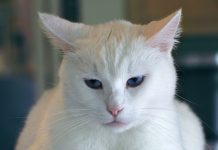 The Cat | The Cat Essay The Cat The Cat Essay