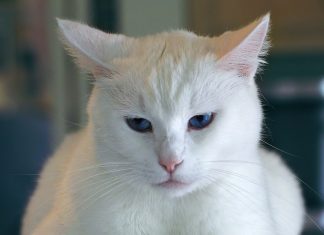 The Cat | The Cat Essay The Cat The Cat Essay