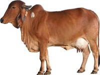 The Cow | The Cow Essay The Cow