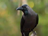 The Crow-An Essay The Crow-An Essay