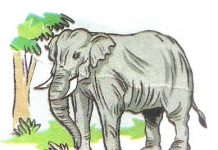 The Elephant | The Elephant Essay The Elephant | The Elephant Essay