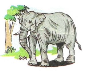 The Elephant | The Elephant Essay