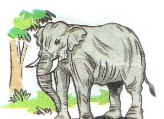 The Elephant | The Elephant Essay The Elephant | The Elephant Essay