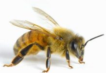 The Honey Bee-An Essay The Honey Bee
