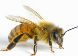 The Honey Bee-An Essay The Honey Bee