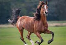 The Horse-An Essay The Horse-An Essay