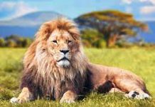 The Lion-An Essay The Lion-An Essay