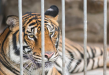 The Man-eater The Man-eater