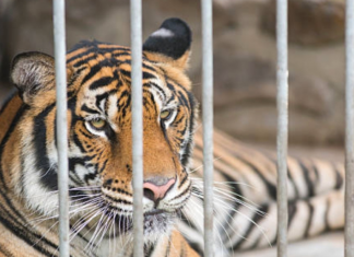 The Man-eater The Man-eater