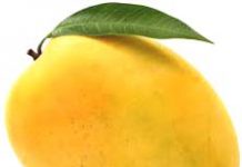 The Mango-An Essay The Mango-An Essay