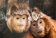 The Monkey-An Essay The Monkey-An Essay