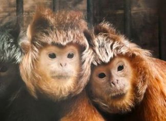 The Monkey-An Essay The Monkey-An Essay