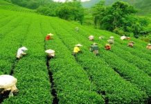 The Natural Beauty of Assam-An Essay The Natural Beauty of Assam-An Essay