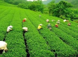 The Natural Beauty of Assam-An Essay The Natural Beauty of Assam-An Essay