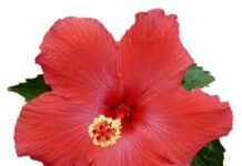 The Poetry of Ram Sharma-Chief Features The Poetry of Ram Sharma - Chief Features